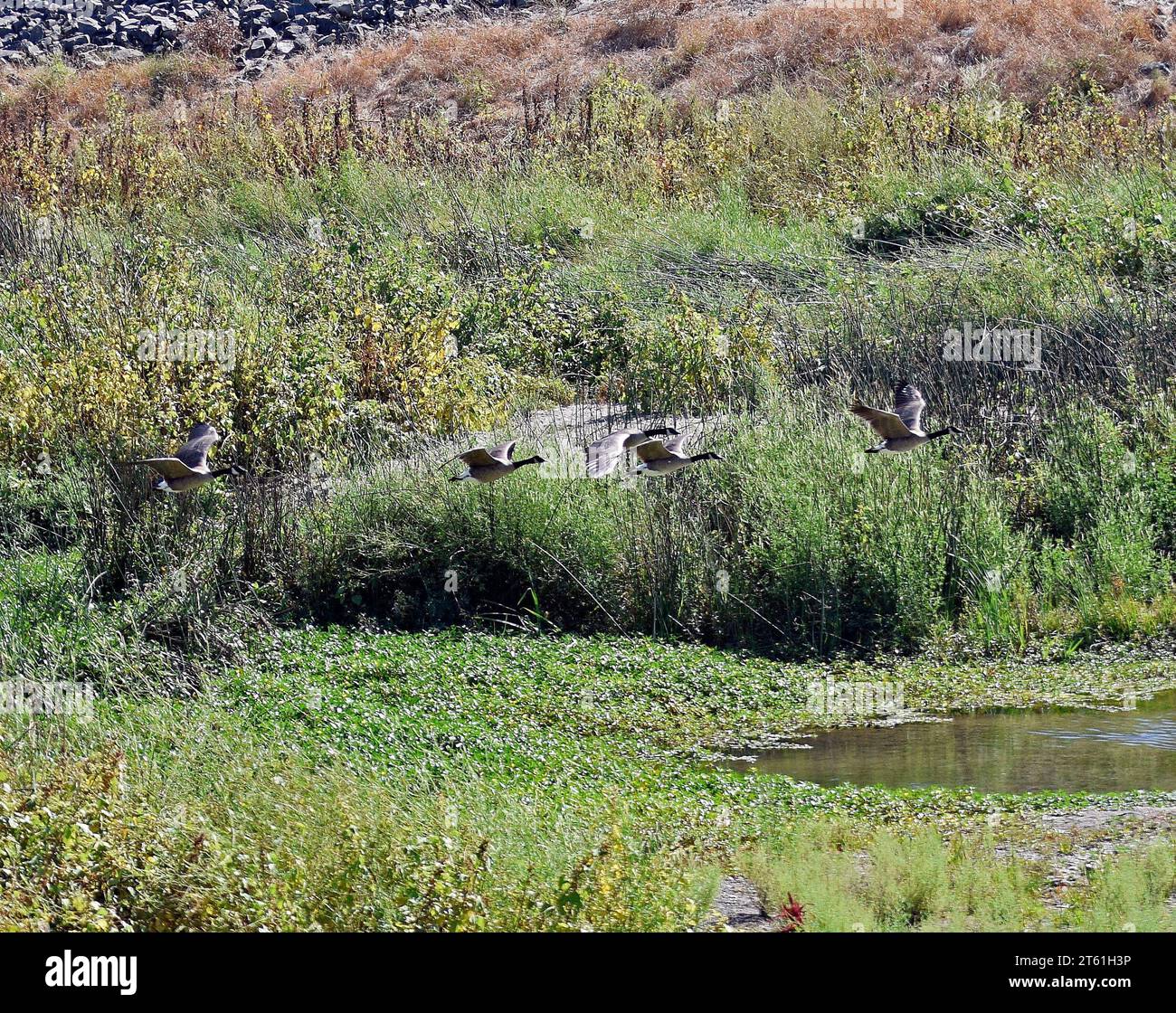 Flock of Canada Geese volare su Alameda Creek a Union City, California Foto Stock