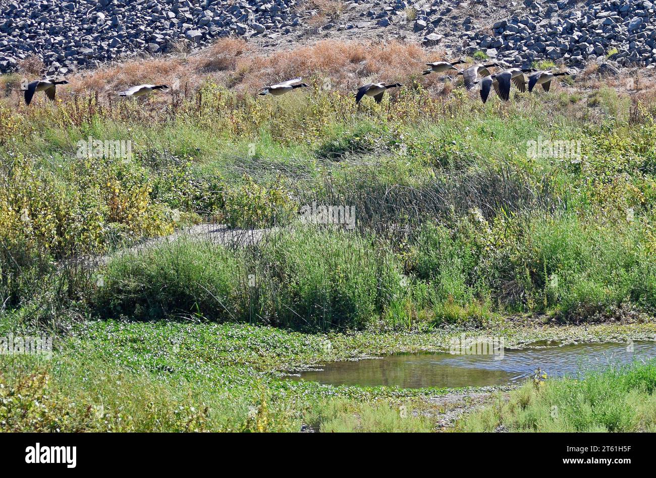 Flock of Canada Geese volare su Alameda Creek a Union City, California Foto Stock