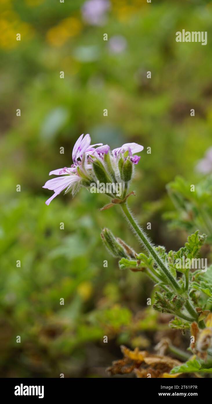 Primo piano della testa di fiore di Pelargonium Graveolens, noto anche come pelargonium profumato di rosa, Citronella, Cola, Sweet, Rose profumato Geranium, ecc. Foto Stock