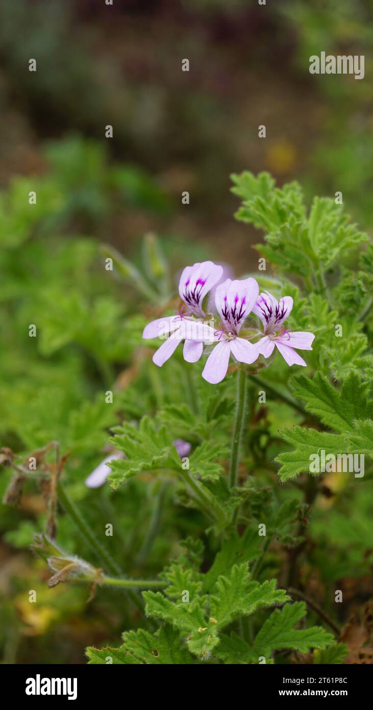 Primo piano della testa di fiore di Pelargonium Graveolens, noto anche come pelargonium profumato di rosa, Citronella, Cola, Sweet, Rose profumato Geranium, ecc. Foto Stock Primo piano della testa di fiore di Pelargonium Graveolens, noto anche come pelargonium profumato di rosa, Citronella, Cola, Sweet, Rose profumato Geranium, ecc. Foto Stock