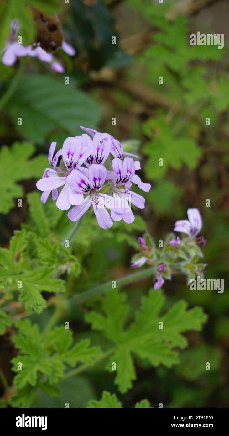 Primo piano della testa di fiore di Pelargonium Graveolens, noto anche come pelargonium profumato di rosa, Citronella, Cola, Sweet, Rose profumato Geranium, ecc. Foto Stock