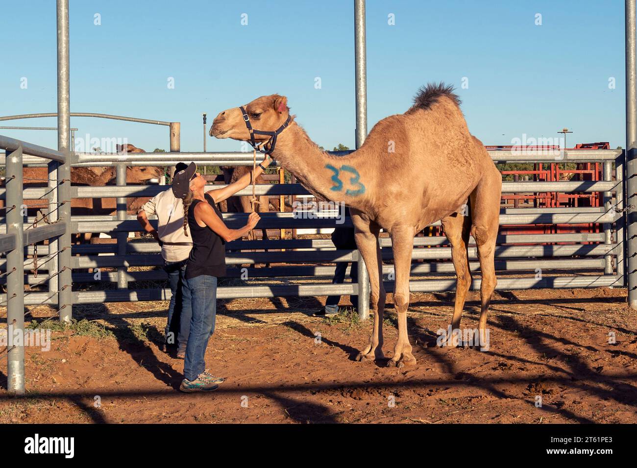 Corsa di cammelli e il suo gestore alla corsa di cammelli Boulia, Queensland, QLD, Australia Foto Stock
