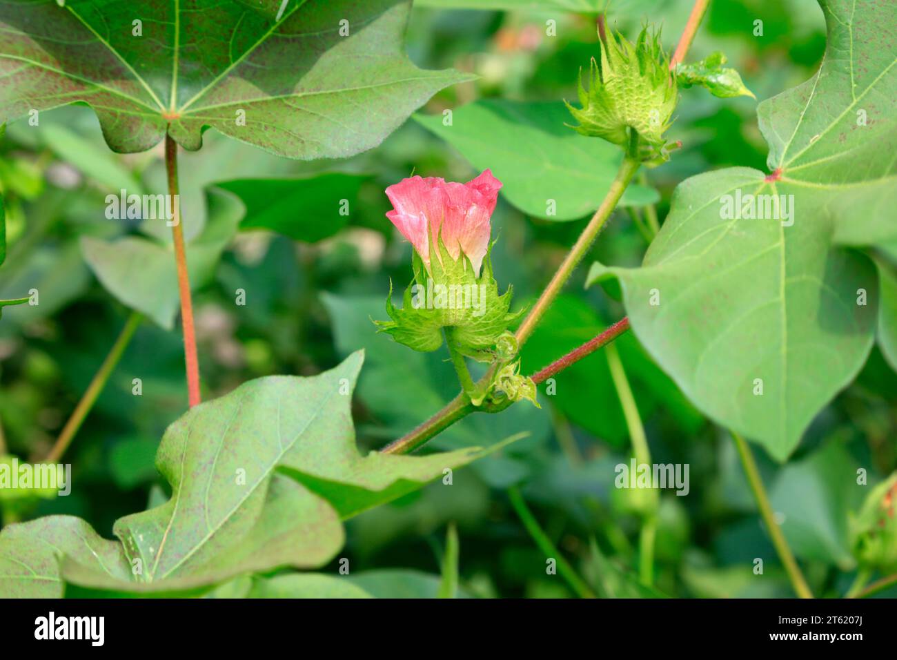 fiori di cotone Foto Stock