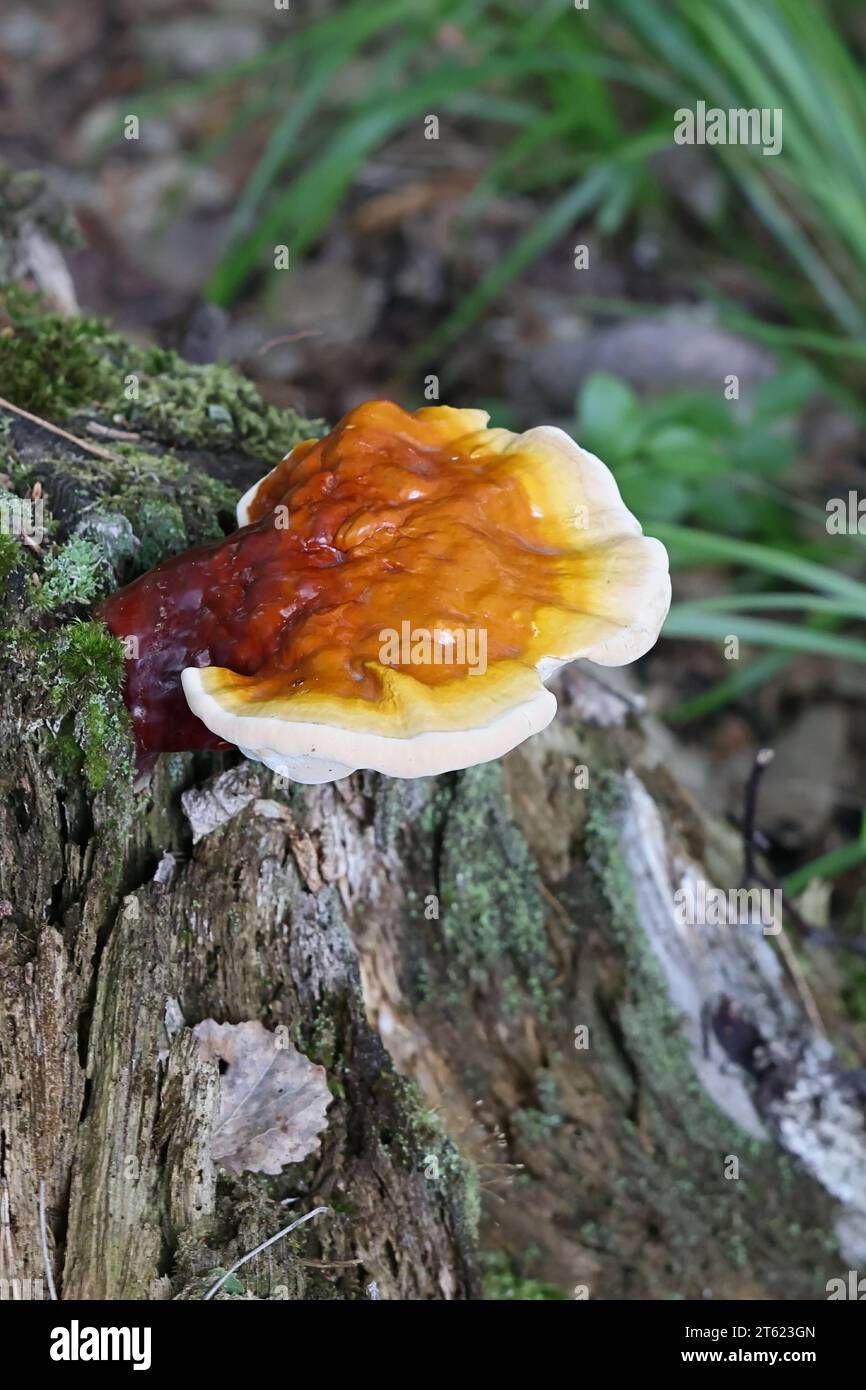 Ganoderma lucidum, comunemente noto come fungo lingzhi o fungo reishi, fungo medicinale molto tradizionale che cresce allo stato brado in Finlandia Foto Stock