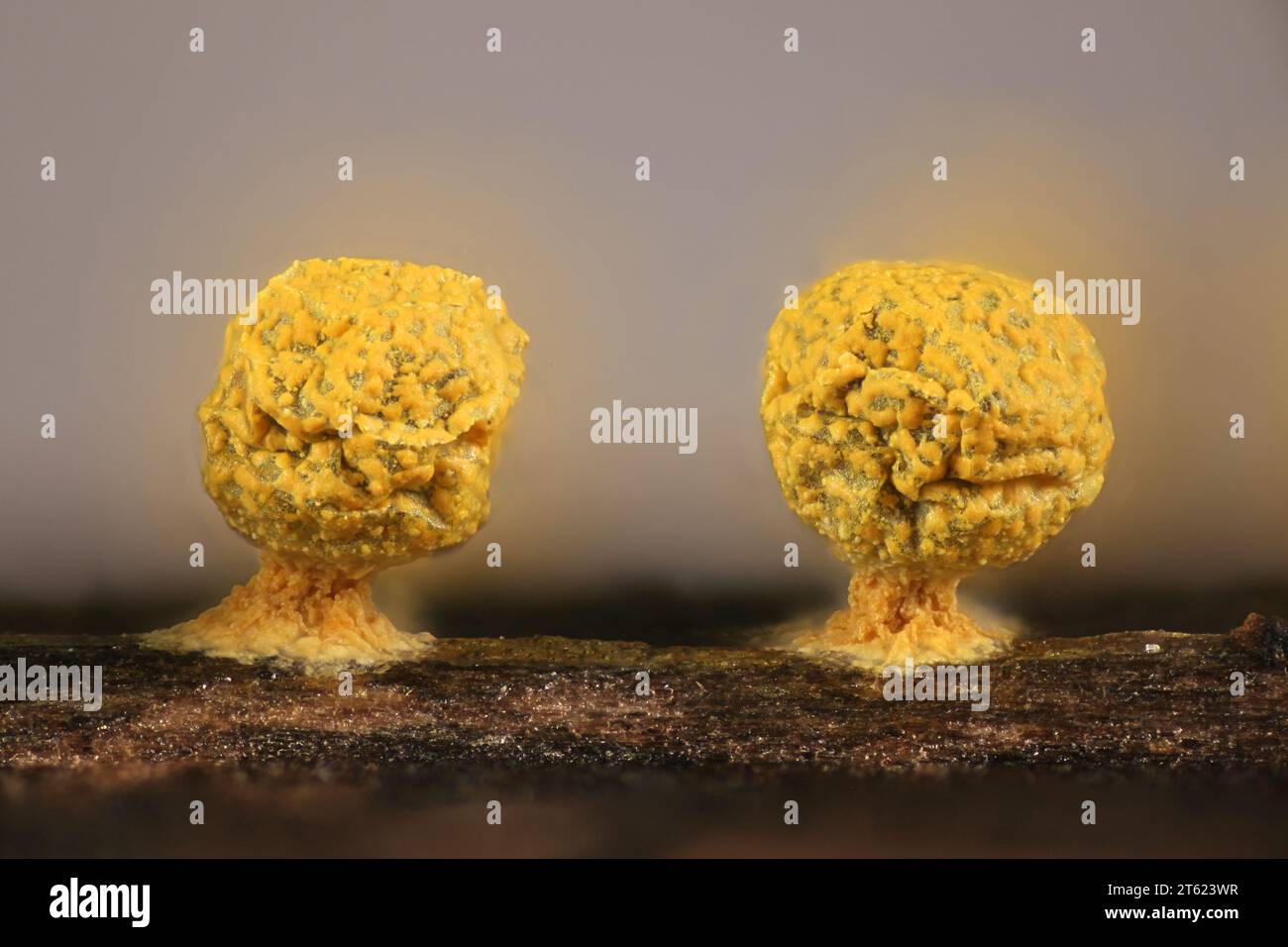 Physarum sulfureum, muffa dorata dalla Finlandia, immagine al microscopio della sporangia Foto Stock