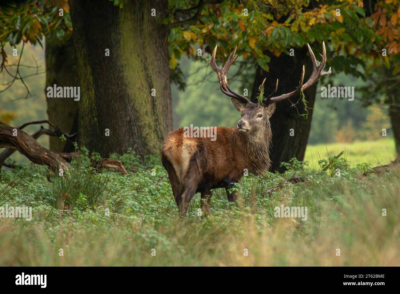 Un cervo rosso maschio in piedi davanti agli alberi. Ha l'erba sulle corna e si guarda dietro le spalle. Il suo cappotto è bagnato dopo una forte pioggia Foto Stock
