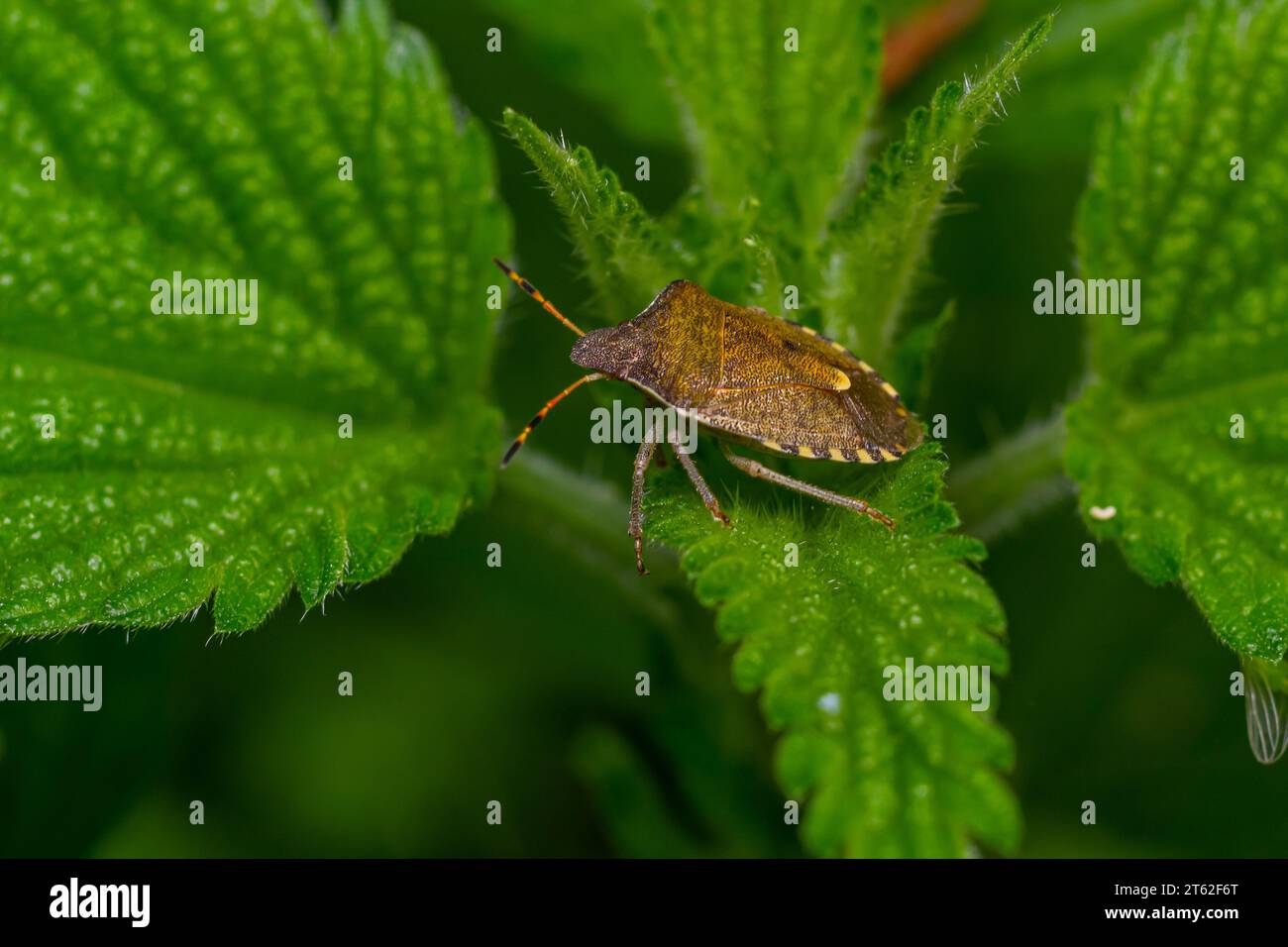 Un primo piano di un insetto marrone della foresta o di uno schermo con le gambe rosse su una foglia verde, Pentatoma rufipes. Foto Stock