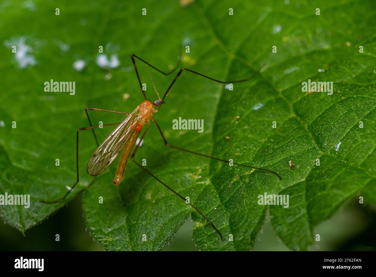 L'insetto, la cicogna di Limonia della famiglia Limoniidae, ha un corpo molto piccolo con colorazione arancio e lunghe gambe a palafitta e grandi oculari neri. Foto Stock