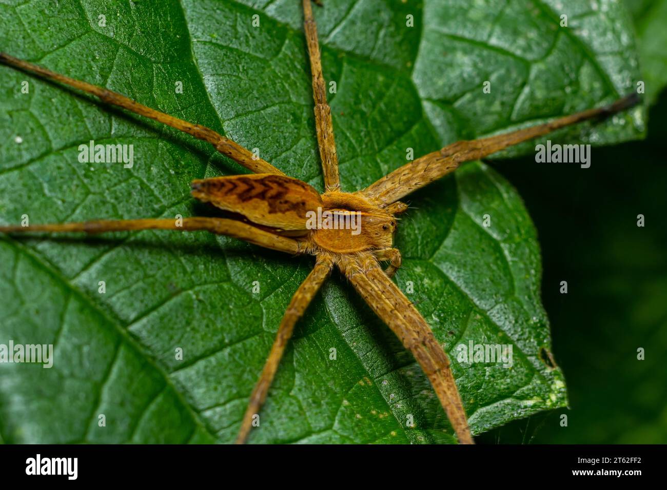 Il ragno vivaio Pisaura mirabilis è una specie di ragno della famiglia Pisauridae. Foto Stock