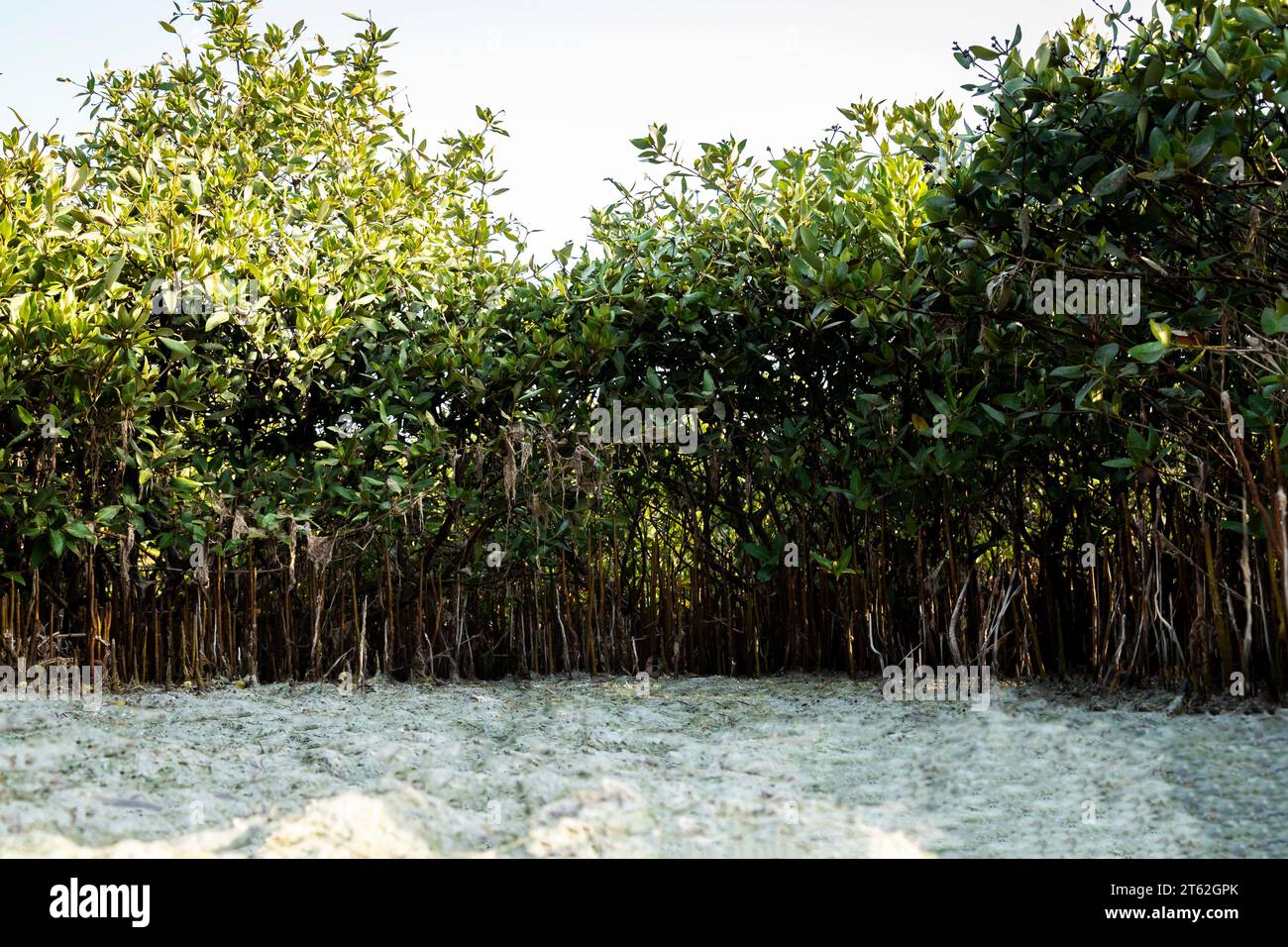 La spiaggia di Mangrove da Sharjah Foto Stock