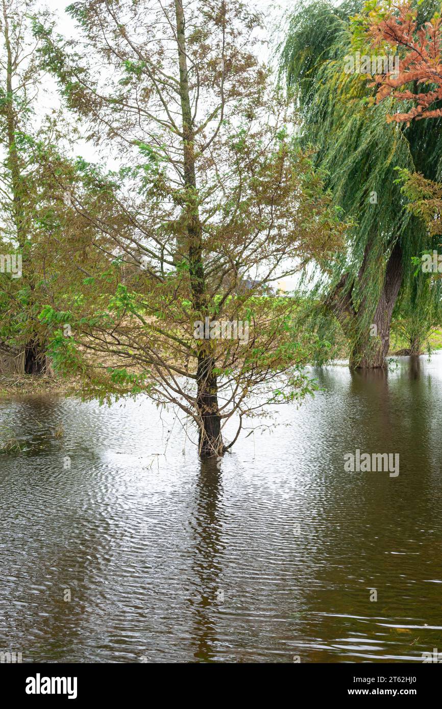 Gli alberi sono inondati dall'acqua Foto Stock