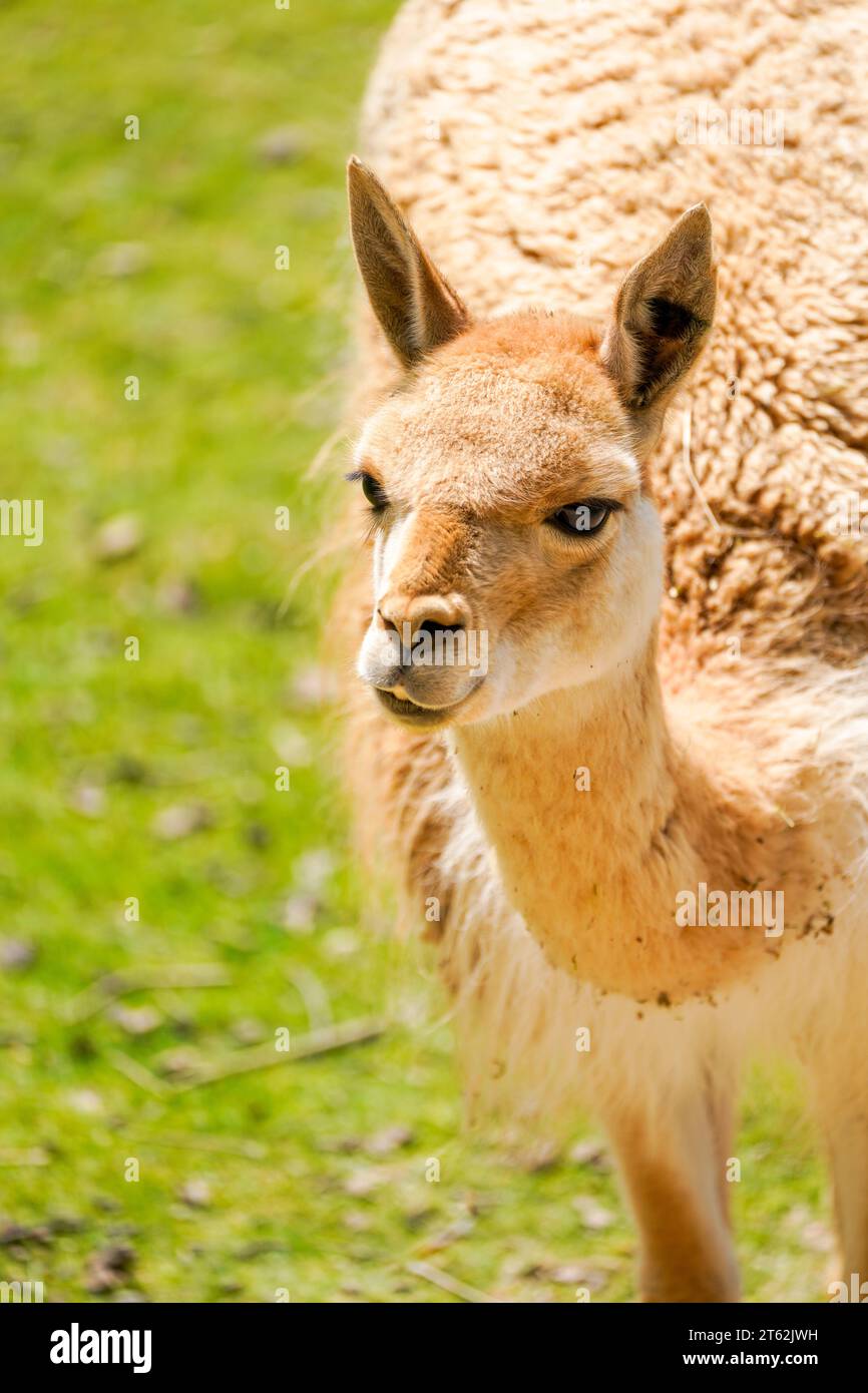Ritratto di un lama. Primo piano degli animali su un prato verde. Foto Stock
