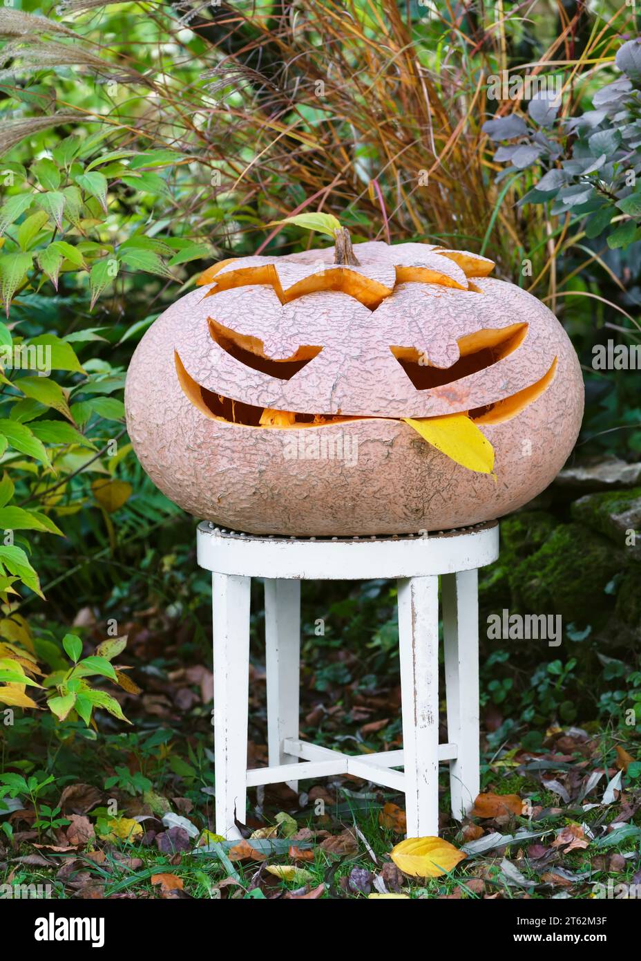 Enorme zucca con simpatici volti curvi e divertenti con una lingua sporgente su uno sgabello di legno bianco nel giardino autunnale. Decorazione di Halloween. Foto Stock
