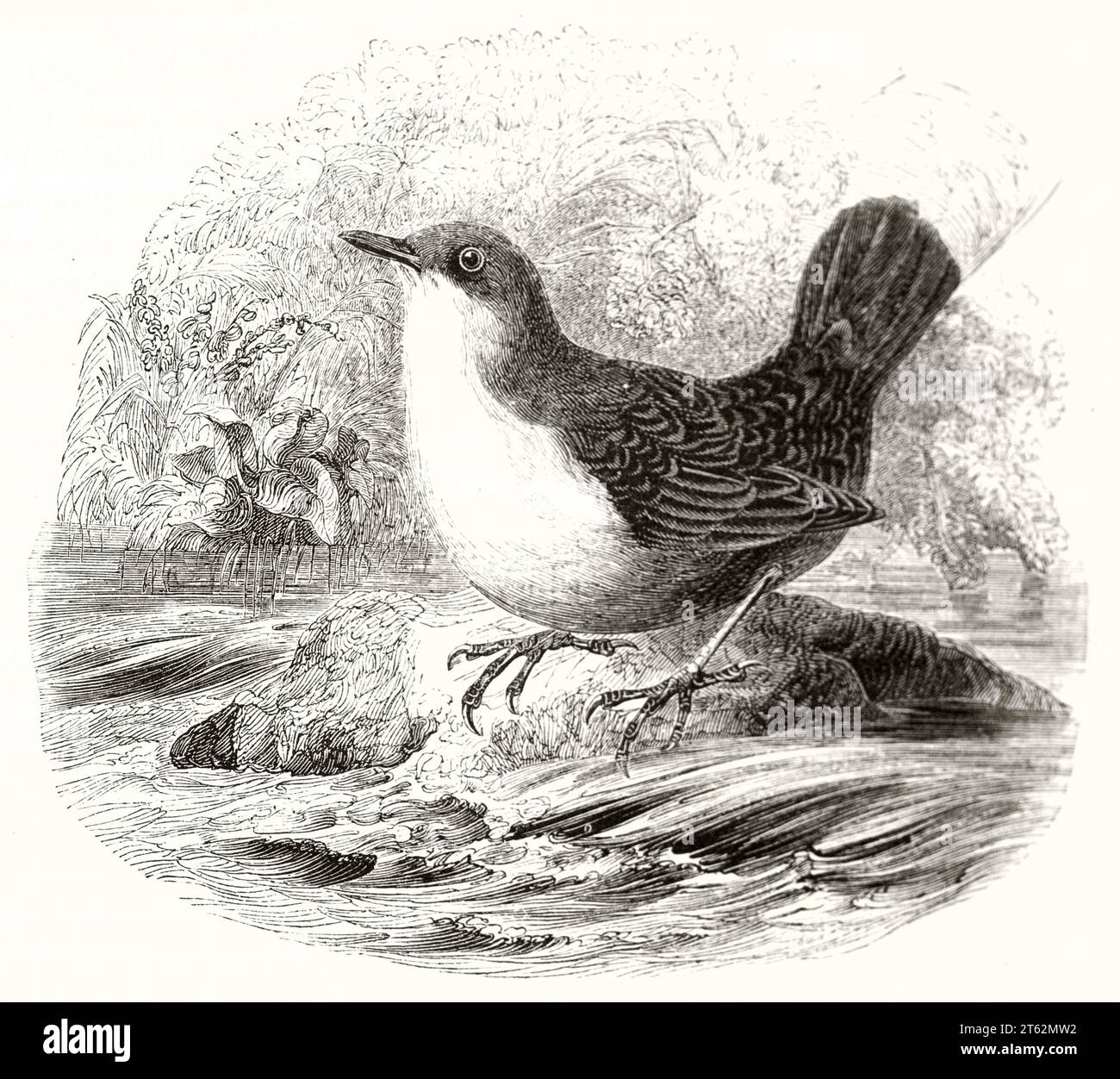 Vecchia illustrazione della cucchiaia a gola bianca (Cinclus cinclus). Da autore non identificato, publ. Su Magasin Pittoresque, Parigi, 1849 Foto Stock