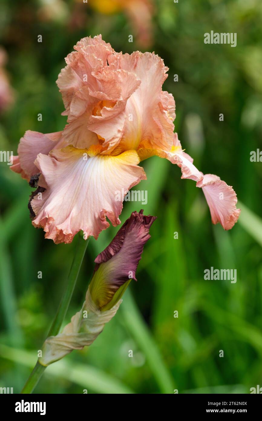 Iris alto barbuto, Iris High Roller, grandi fiori con volant di tinte marrone-marrone, giallo-arancio su base di petali, barbe arancioni. Foto Stock