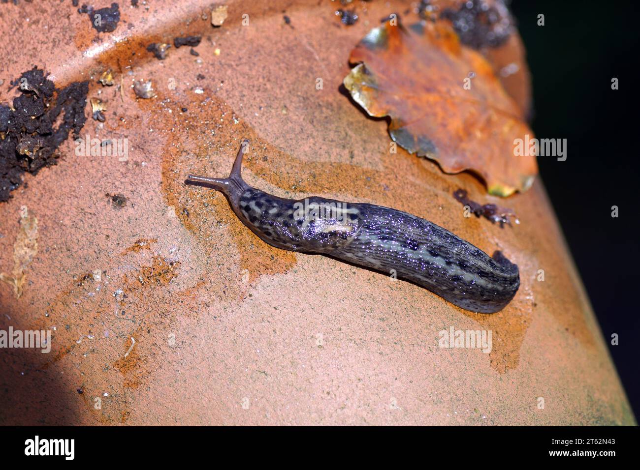 Grande lumaca grigia, lumaca leopardo (Limax maximus), famiglia dei Limacidae che strisciano su un vaso di piante di pietra. Giardino olandese. Autunno, novembre, giardino olandese Foto Stock