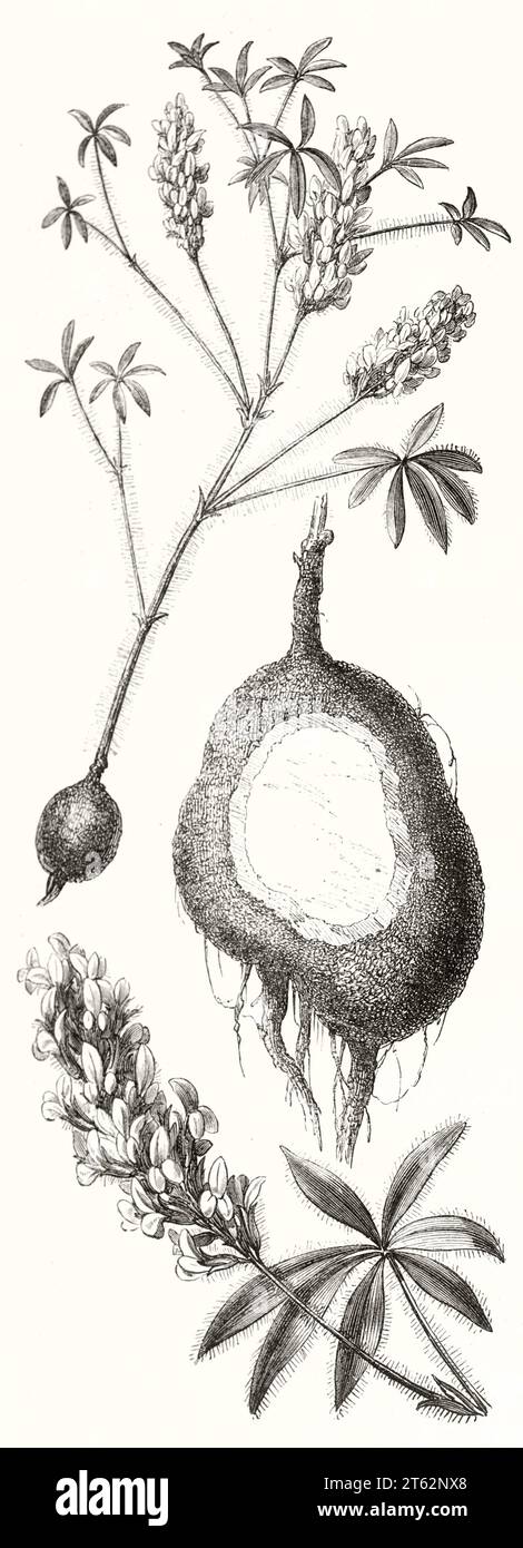Vecchia illustrazione di Prairie Turnip (Psoralea esculenta). Da autore non identificato, publ. Su Magasin Pittoresque, Parigi, 1849 Foto Stock