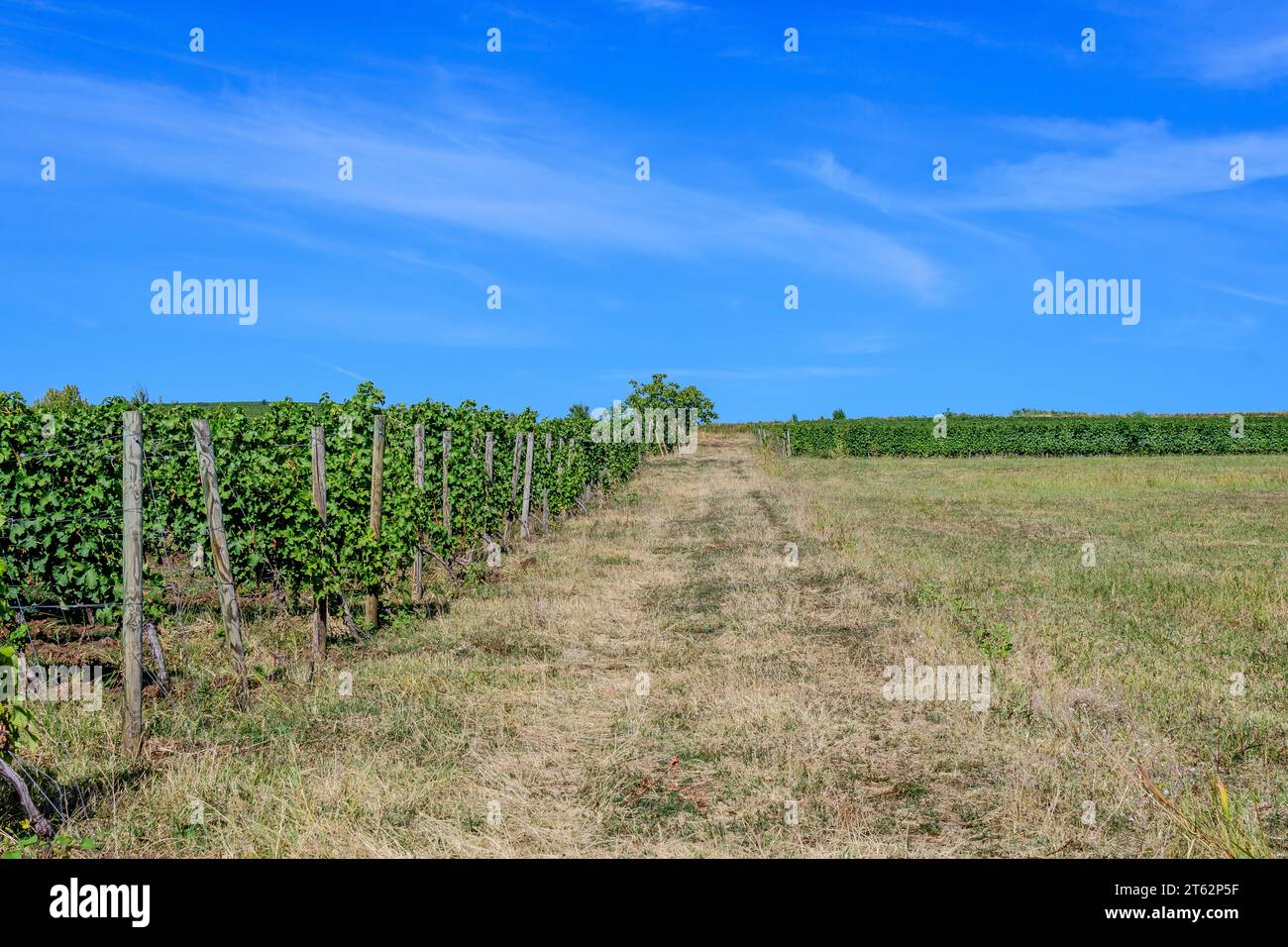 Fila con grandi piante con molte uve biologiche mature e foglie verdi in vigna in una giornata di sole autunno Foto Stock