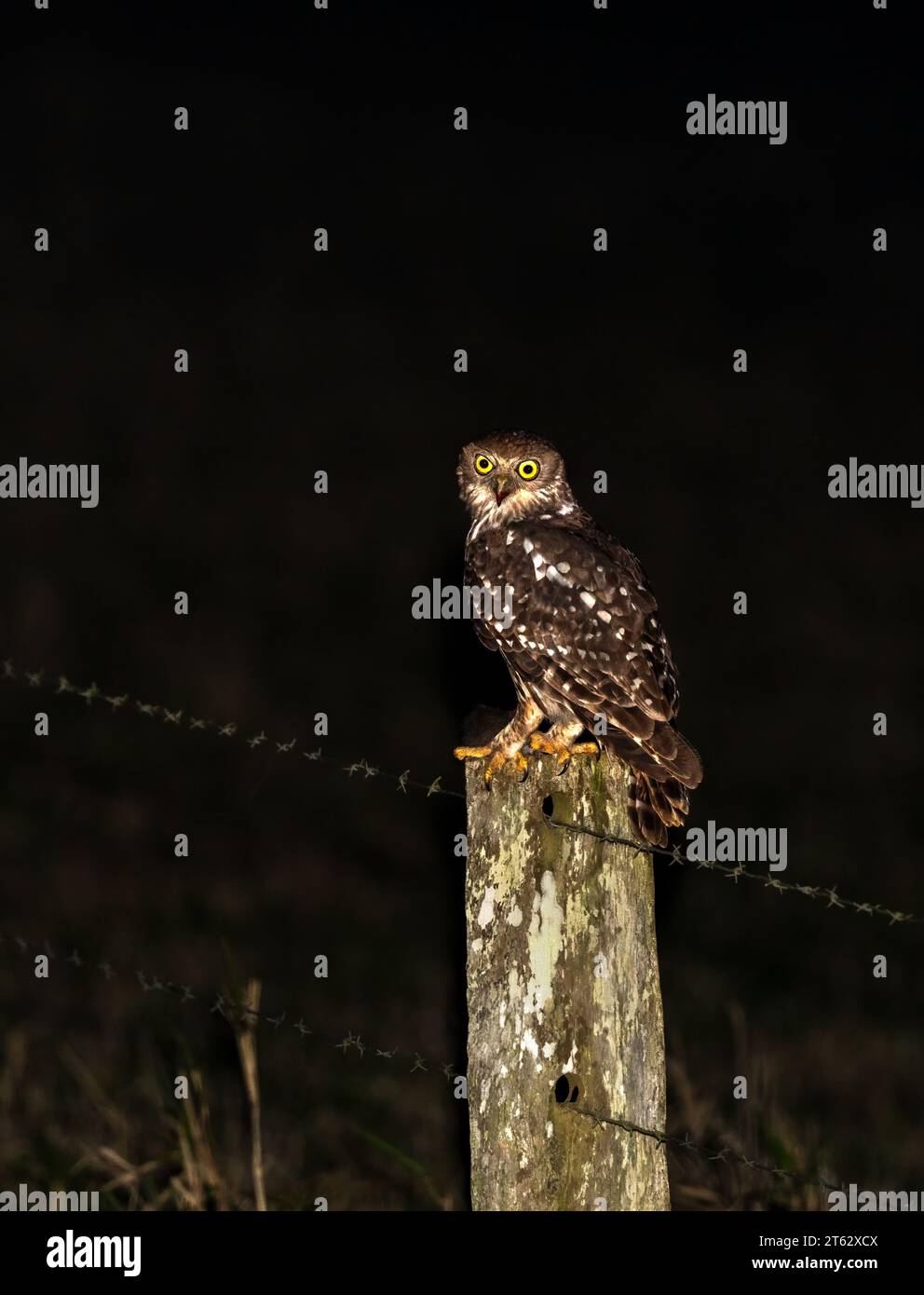 Gufo abbaiante (Ninox Connivens), in natura seduto su un palo di recinzione, uccello notturno con occhi gialli luminosi originario dell'Australia continentale. Foto Stock