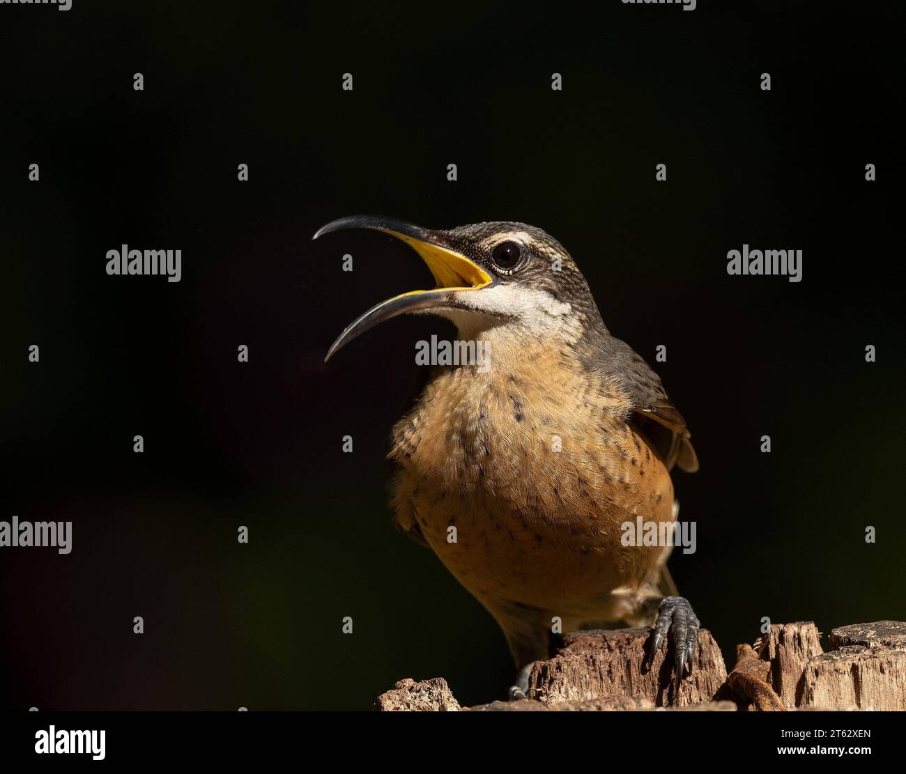 Uccello Riflebird di Vittoria (Ptiloris victoriae) arroccato su palo di legno. con uno sfondo scuro isolato con spazio di copia. Foto Stock