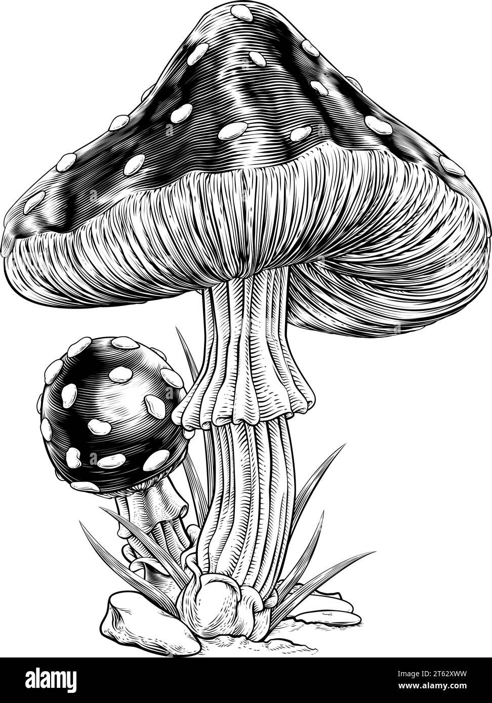 Toadsgabelli funghi vintage legno inciso Illustrazione Vettoriale