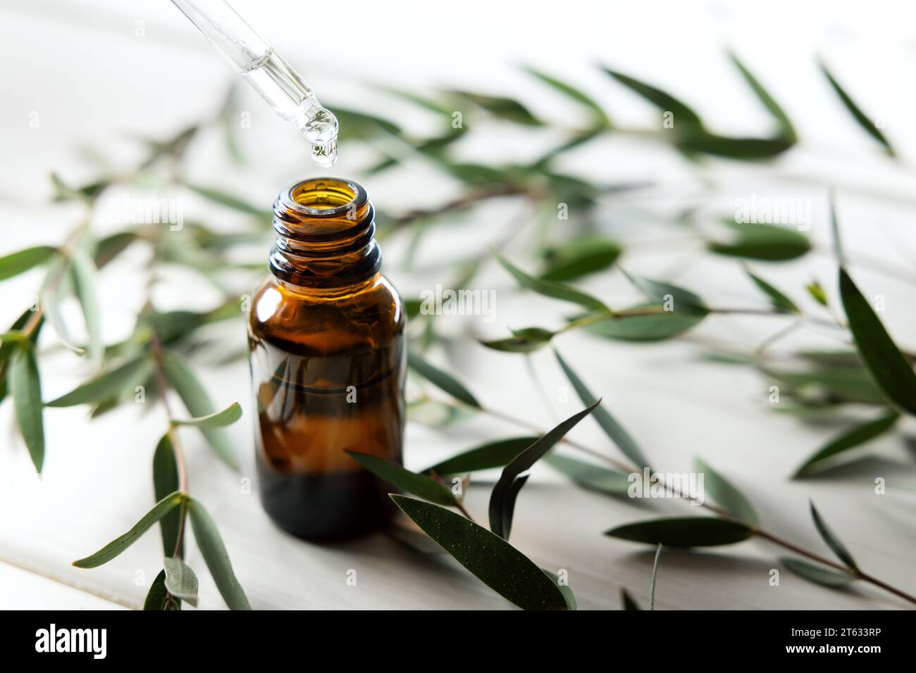 flacone di olio di eucalipto con pipetta contagocce e foglie verdi. copia spazio Foto Stock