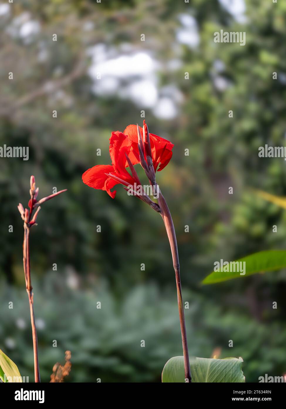 Immagini bellissime Fiori per lo più immagini Red Rose. Questa foto è stata scattata dal Victoria Garden Ahmedabad. Tutte le foto sono utilizzate principalmente negli annunci pubblicitari e nella creazione d'amore. Foto Stock