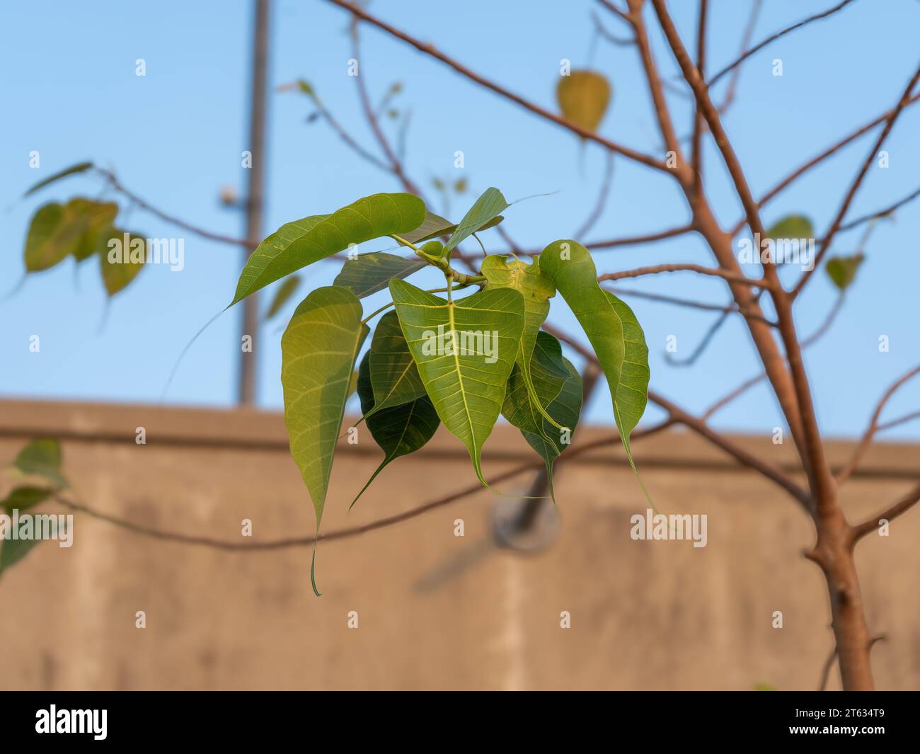 Questa è un'immagine Ficus Leaf. In lingua locale chiamata Pipal ka Pasta. Questo è famoso per i vantaggi storici e medicinali. la cosa più importante per gli indù Foto Stock