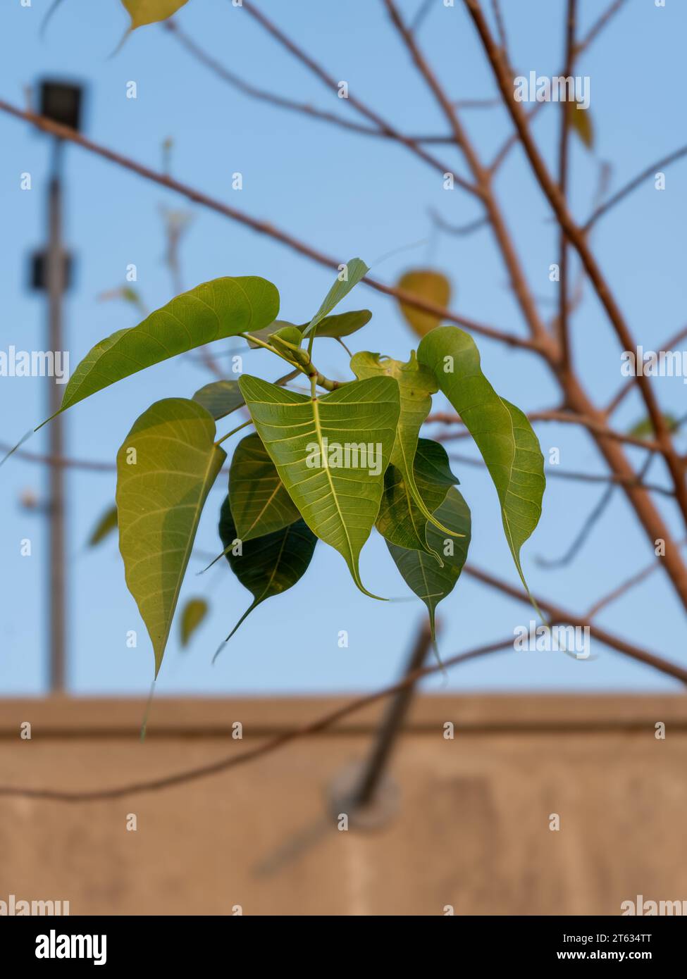 Questa è un'immagine Ficus Leaf. In lingua locale chiamata Pipal ka Pasta. Questo è famoso per i vantaggi storici e medicinali. la cosa più importante per gli indù Foto Stock