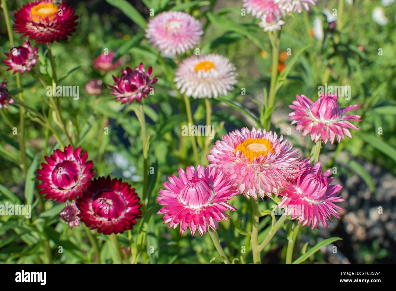 Il bract dell'immortelle rosa primo piano. Fiori secchi Foto Stock