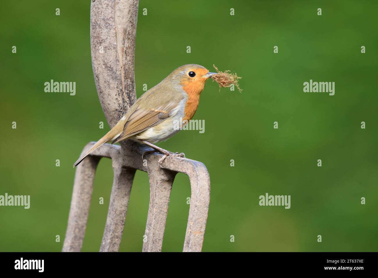 European robin erithacus rubecula, con materiale di nidificazione, appollaiato su forchetta da giardino, County Durham, Inghilterra, Regno Unito, aprile. Foto Stock