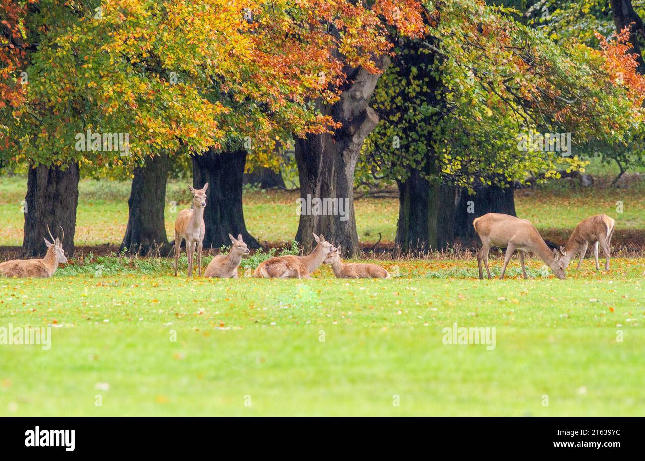 Fallow Deer Dama dama durante la stagione autunnale presso il parco National Trust Tatton Park Knutsford Cheshire Inghilterra Foto Stock