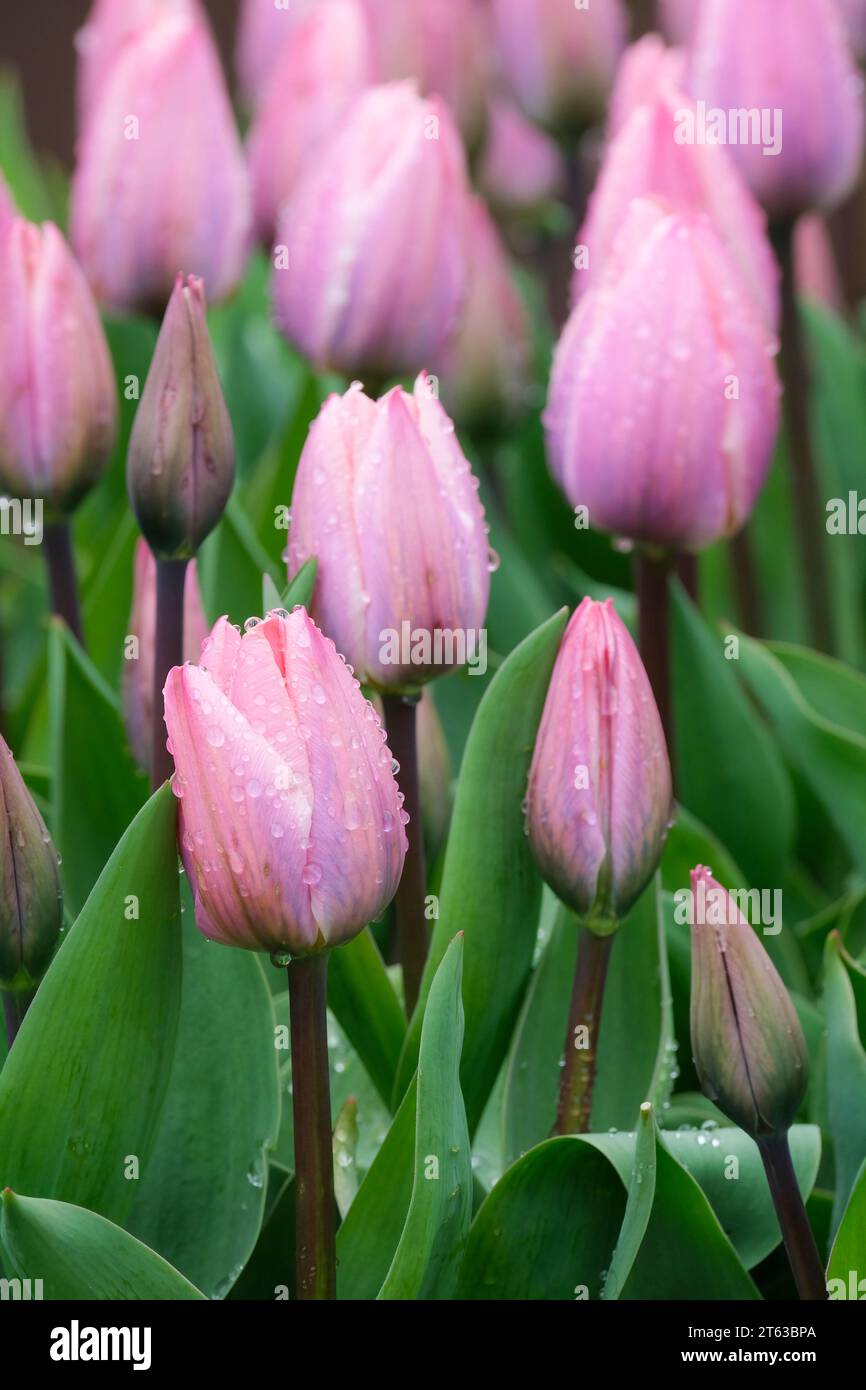 Tulipano chiaro e da sogno, Tulipa Light e da sogno, tulipani ibridi Darwin, fiori rosa Foto Stock