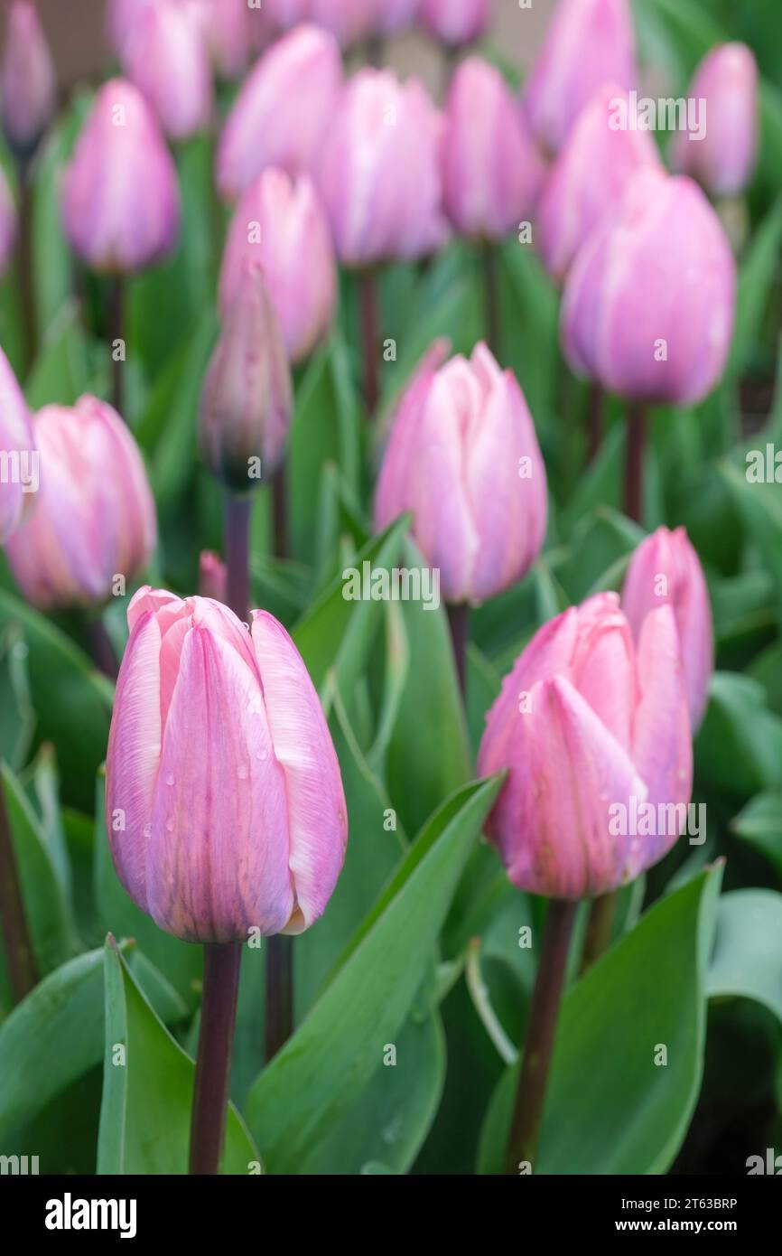 Tulipano chiaro e da sogno, Tulipa Light e da sogno, tulipani ibridi Darwin, fiori rosa Foto Stock