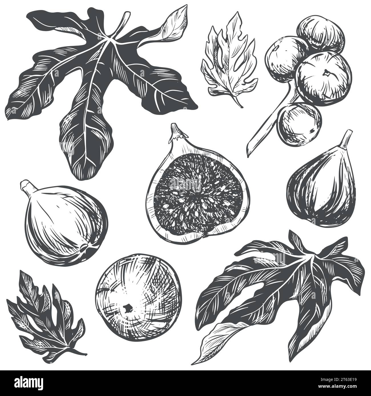 Set grande di fichi vettoriali. Illustrazioni botaniche disegnate a mano in inchiostro nero. Frutti tropicali maturi in stile incisione isolati su sfondo bianco. Stile retrò Illustrazione Vettoriale