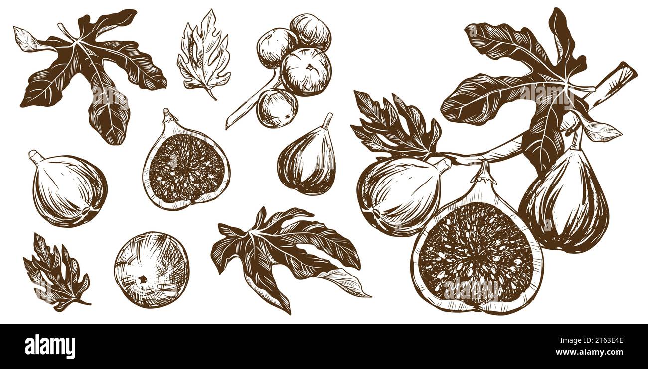 Set grande di fichi vettoriali. Illustrazioni botaniche disegnate a mano in inchiostro nero. Frutti tropicali maturi in stile incisione isolati su sfondo bianco. Stile retrò Illustrazione Vettoriale