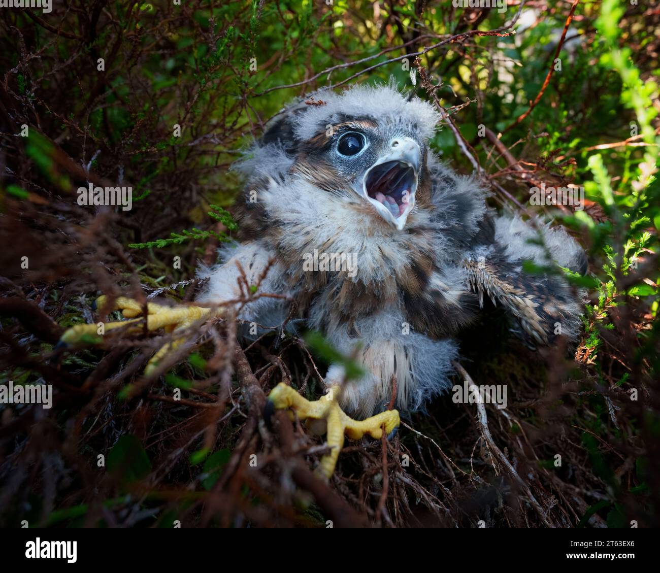 Merlin pulcino vicino al nido, falco columbarius, allevamento di uccelli, Regno Unito Foto Stock