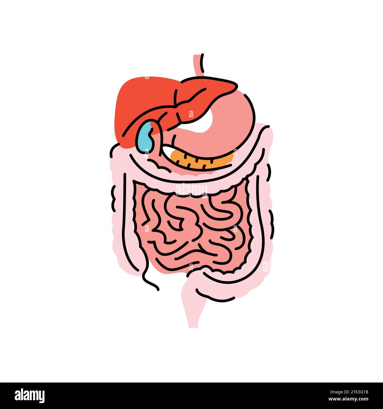 Icona della linea di colore degli organi digestivi umani. Organizzazione nell'organismo. Elemento isolato vettore. Tratto modificabile. Illustrazione Vettoriale