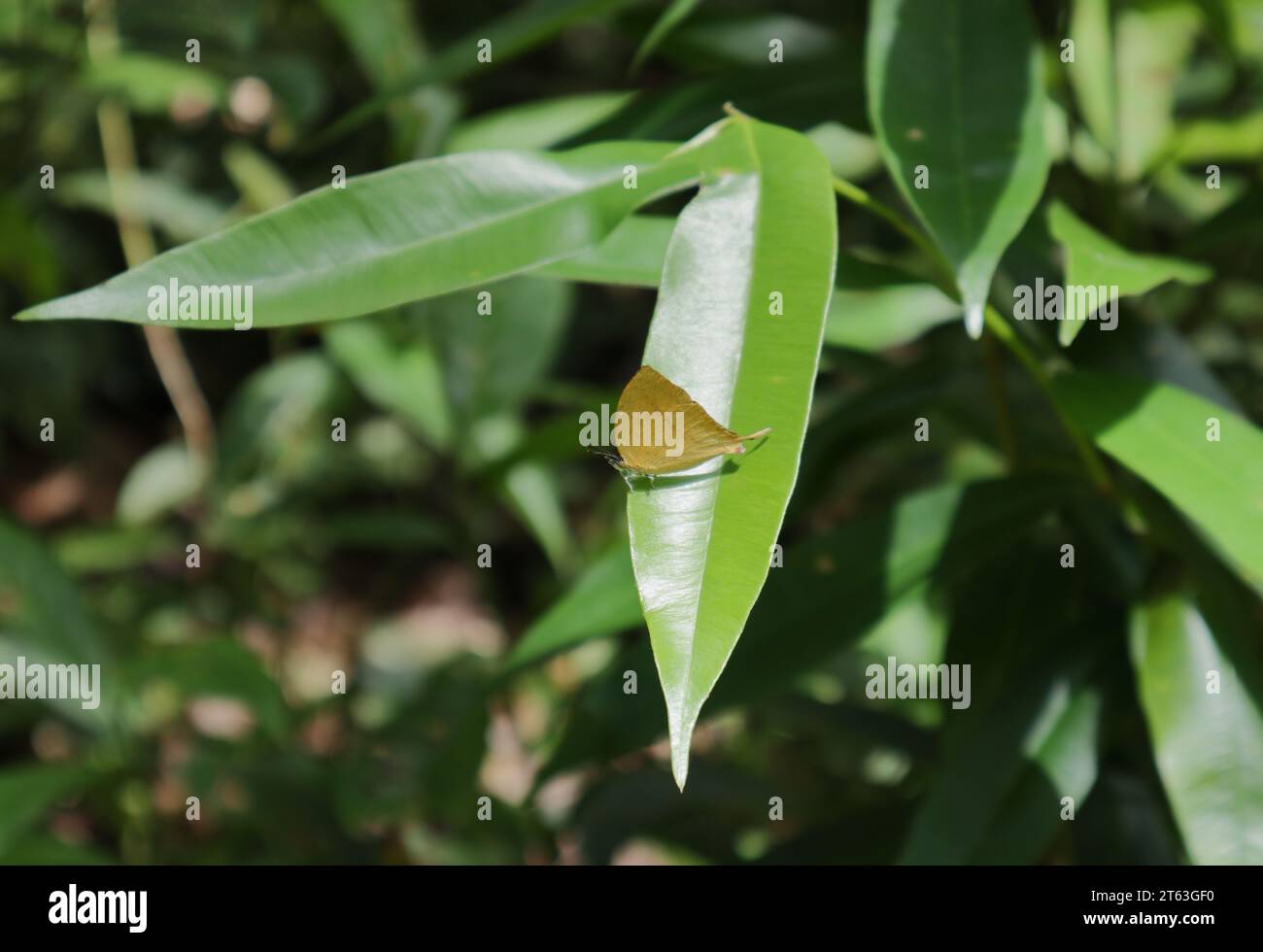 La vista ventrale di una farfalla di colore arancio conosciuta come la mosca dello yamfly (Loxura Atymnus) poggia su una superficie fogliare in un'area selvaggia Foto Stock