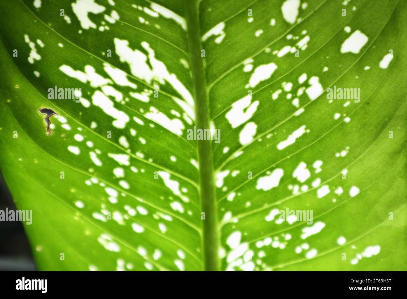 Vista dal lato inferiore delle foglie di una pianta di canna stupida (Dieffenbachia) esposta alla luce diretta del sole. Questa foglia verde macchiata bianca porta la pianta nota anche come Leopard l Foto Stock