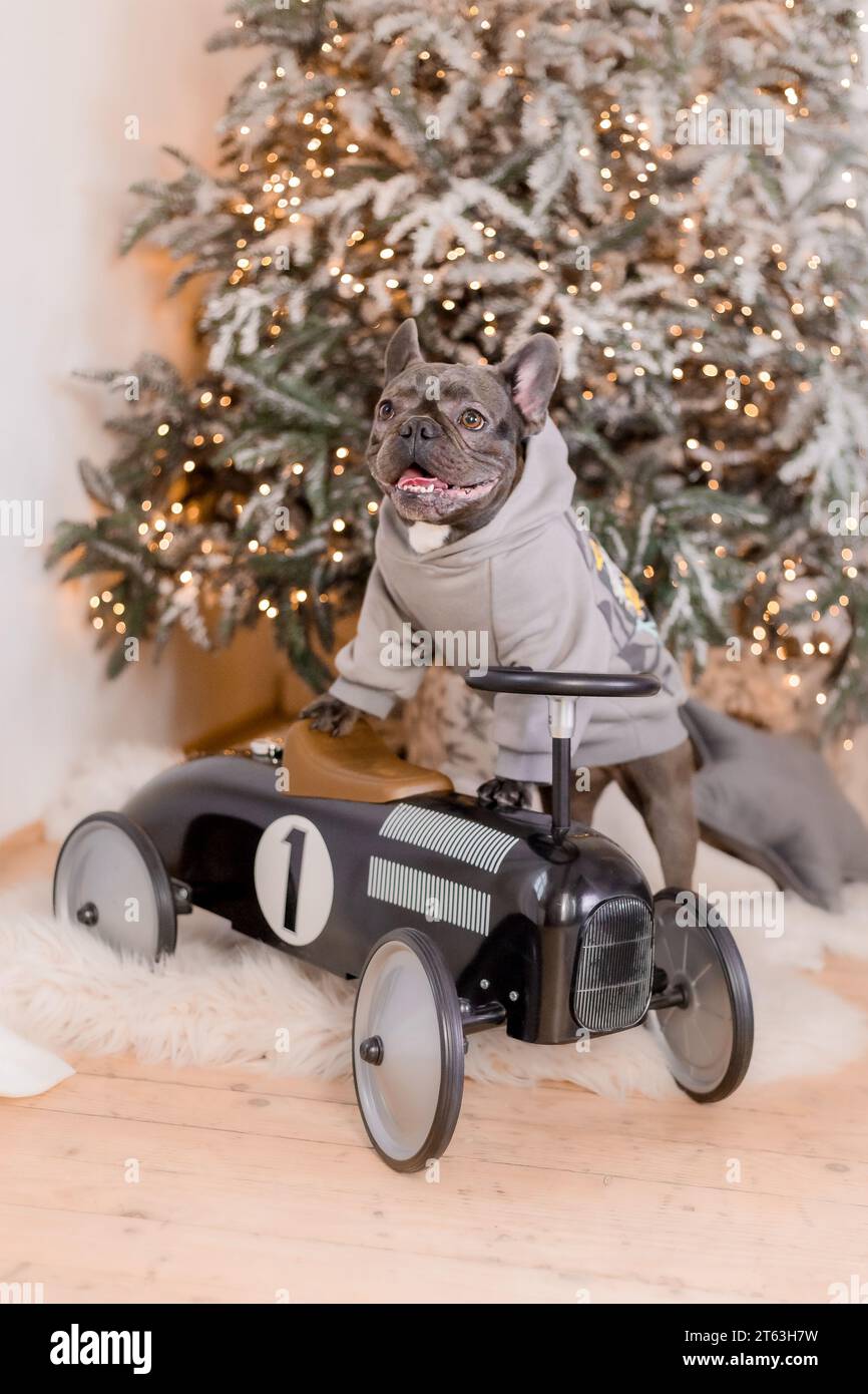 Felice anno nuovo, festività natalizie e festeggiamenti. Razza Bulldog Dog francese Foto Stock