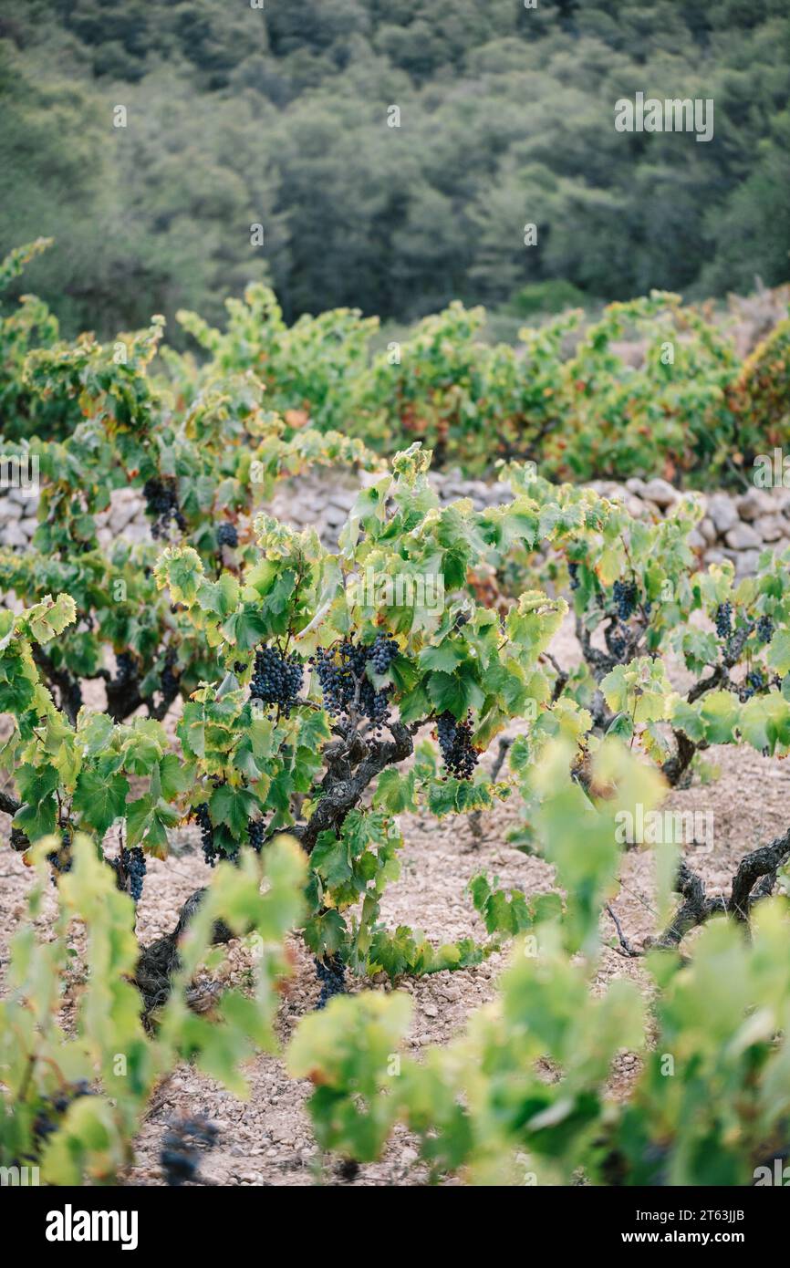 Grappoli di uva fresca che crescono su vigneti lussureggianti nelle piantagioni agricole in campagna durante il giorno Foto Stock