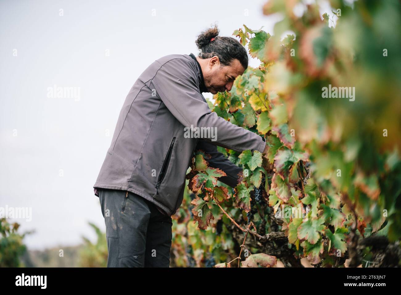 Vista laterale del viticoltore maschile concentrato in un abbigliamento informale che raccoglie uve mature con forbici da potatura che crescono su lussureggianti vigneti verdi in campagna Foto Stock