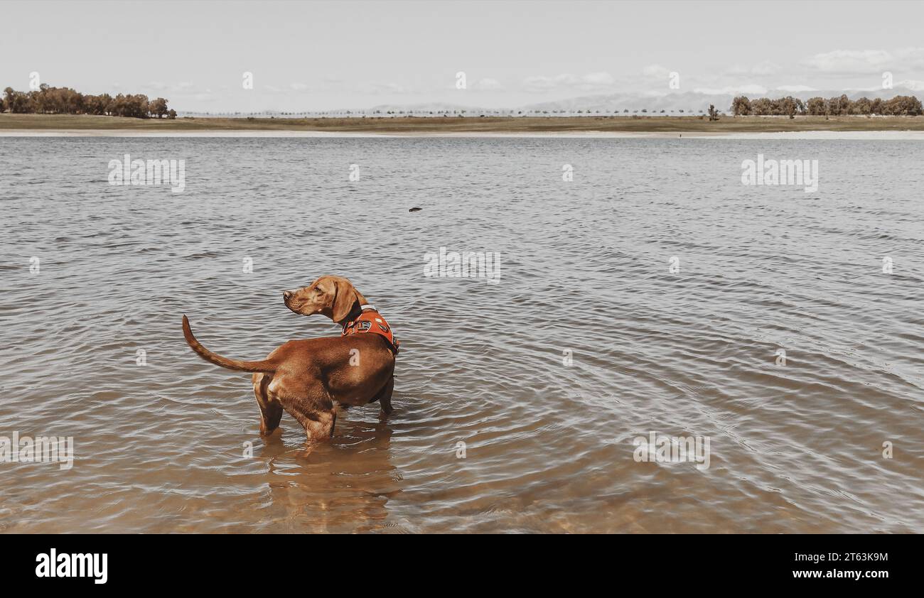 Foto del cane avventuroso in piedi in acque poco profonde Foto Stock