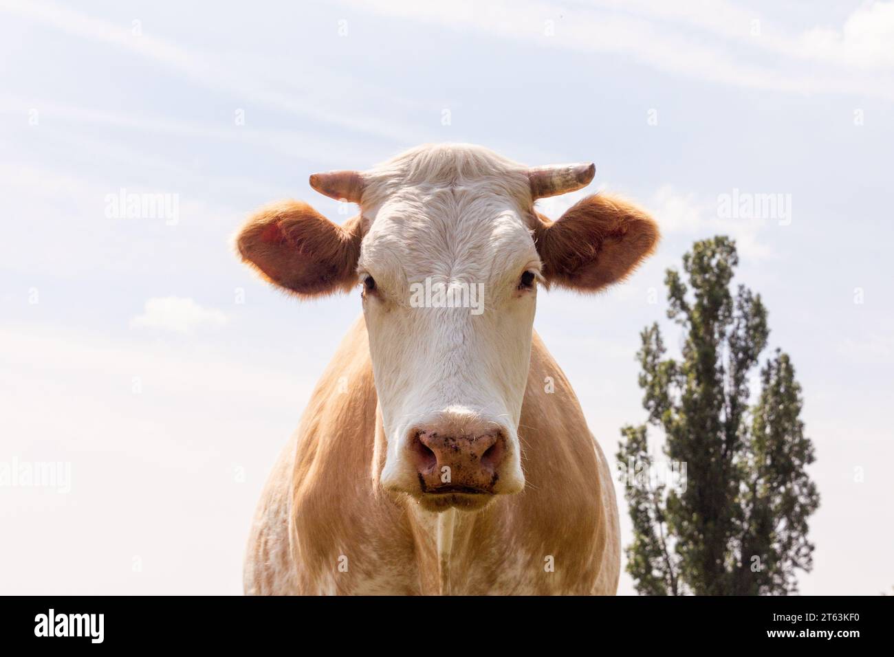 Ritratto ravvicinato di una mucca bianca e marrone con orecchie soffici, in piedi contro un cielo blu e alberi sullo sfondo Foto Stock