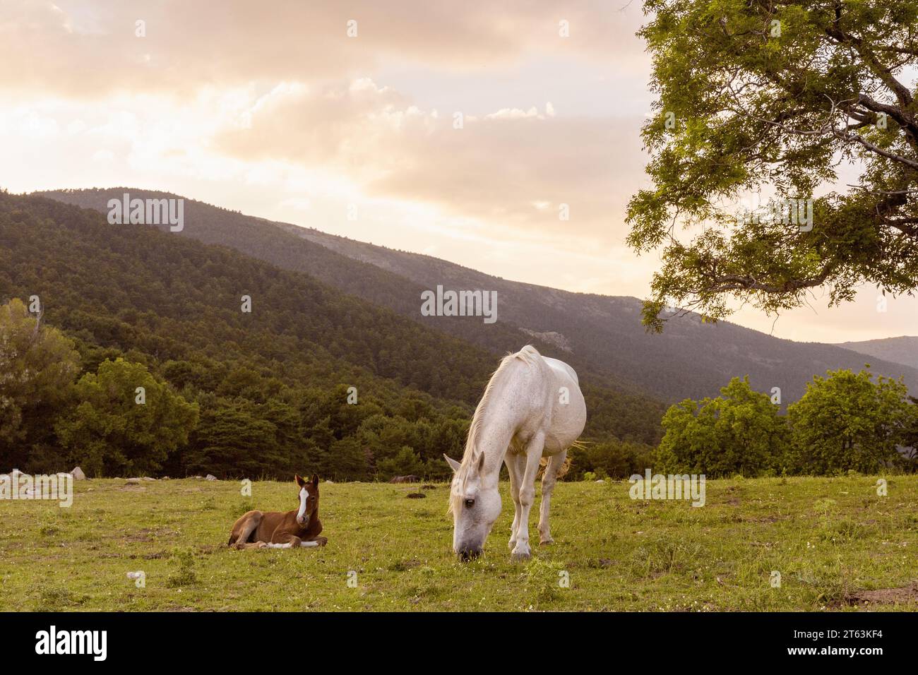 Cavallo bianco che pascolava vicino a un puledro bruno che riposa, con uno sfondo di una fitta foresta e un orizzonte collinare sotto un cielo nuvoloso Foto Stock