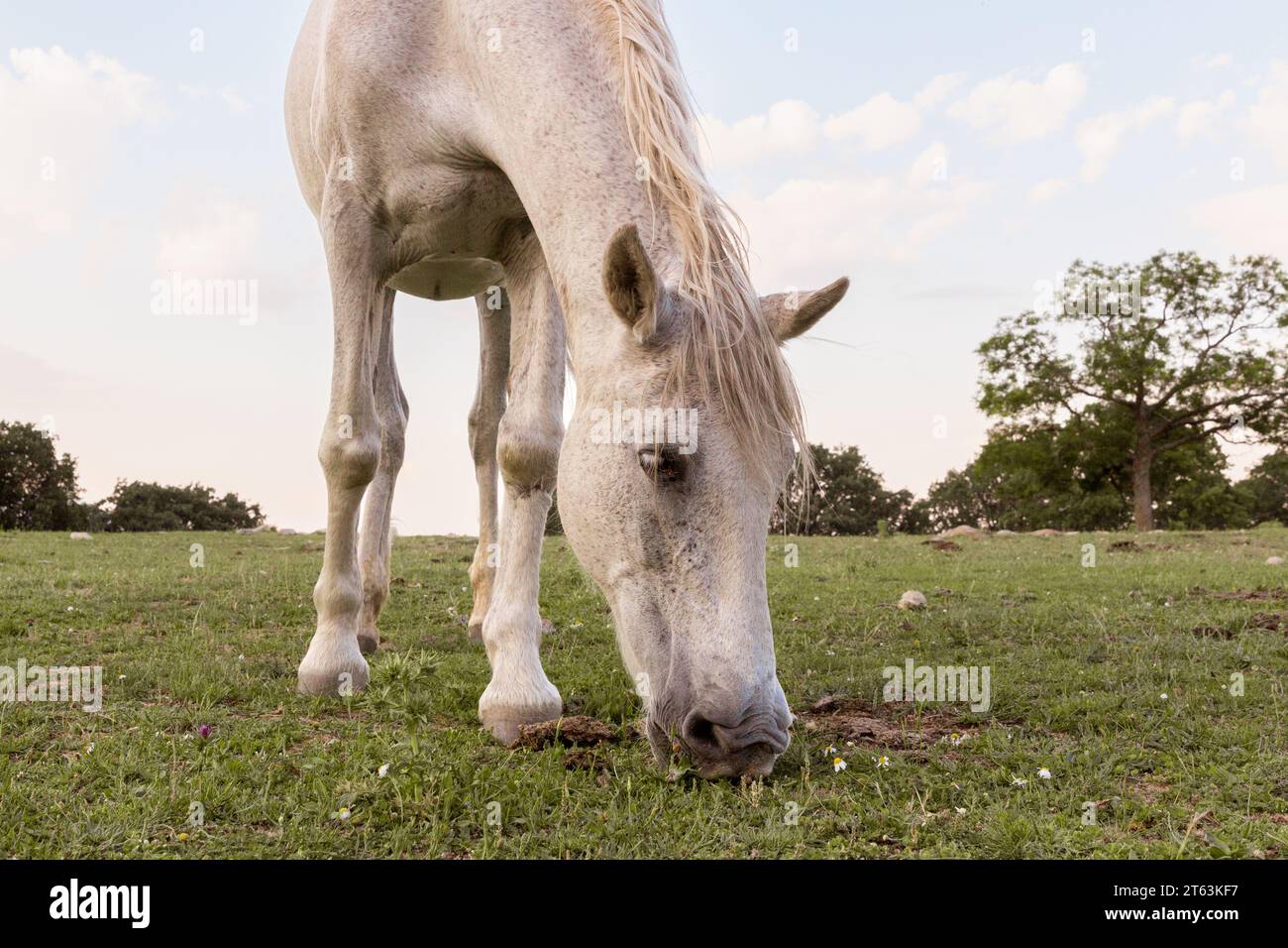Primo piano di cavalli bianchi pascolano in un prato verde lussureggiante, con una criniera lunga e fluente e alberi sullo sfondo, sotto il cielo nuvoloso Foto Stock