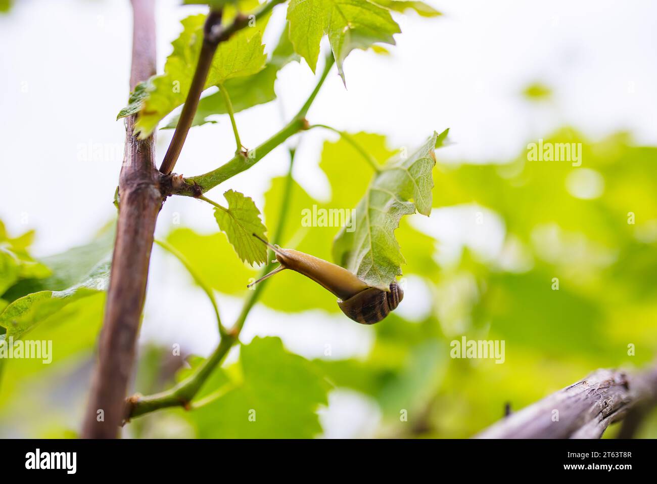 Una lumaca d'uva strizza lungo un ramo. I grappoli di uva matureranno Foto Stock