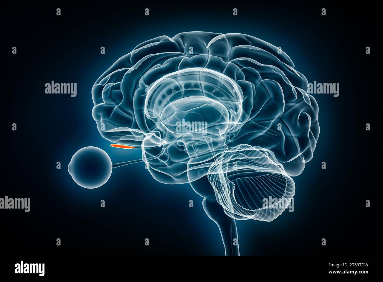 Illustrazione del rendering 3D della vista a raggi X con lampadina olfattiva. Anatomia del cervello umano e del sistema limbico, medico, sanitario, biologia, scienza, neuroscienze, neuro Foto Stock