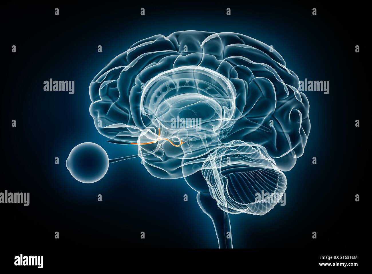 Illustrazione del rendering 3D della vista a raggi X del nervo olfattivo. Anatomia del cervello umano e del sistema limbico, medico, sanitario, biologia, scienza, neuroscienze, neur Foto Stock